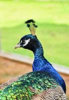 pavo real retrato cerca arriba cabeza pavo real caminando en verde césped en granja - pavo real pájaro foto