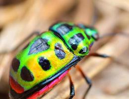 vistoso de joya escarabajo verde error en hoja en naturaleza antecedentes cerca arriba verde insecto foto