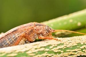 cerca arriba de con alas insecto marrón error en el hoja verde árbol macro insecto foto