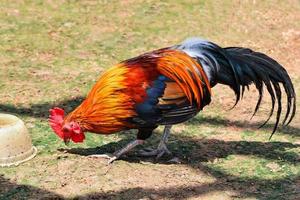 Rooster bantam chicken colorful red walking searches for food on grass floor in farm photo