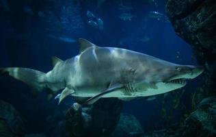 gran tiburón de dientes irregulares o tiburón tigre de arena foto