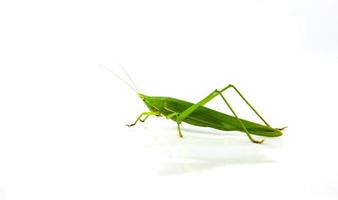 Conehead Grasshopper green isolated on white background Ruspolia nitidula photo