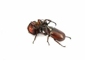 Rhinoceros Beetle Fighting isolated on white Dynastinae beetle photo