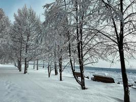 Snowy frosty fir branches. Snowy winter background. Natural forest light landscape. Snowfall. A beautiful tall tree and a rising sky. photo