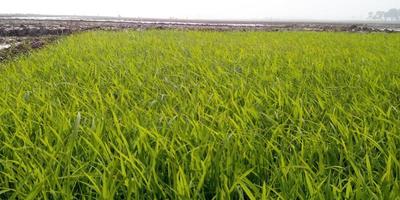 Rice tree seeds green flied photo