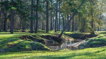 A field of green grass under the pine trees in an East Texas forest. photo