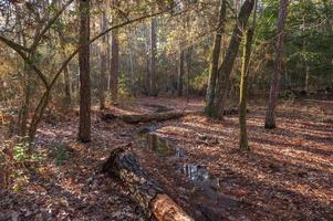 On a walk through the forest in early morning the walking path is filled with rain water. photo