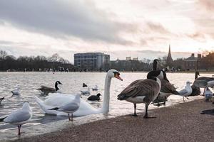 cisnes con Canadá gansos y gaviotas encaramado a a orillas del lago en parque durante puesta de sol foto