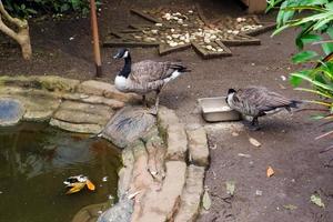 Selective focus of canadian geese who are feeding in their cages. photo