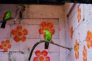 Selective focus of the red-winged parrot perched in its cage. photo