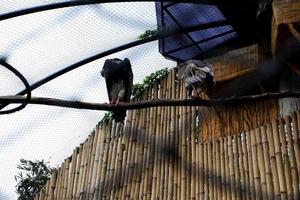 Selective focus of white-headed vulture perched on its cage. photo