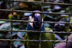 Selective focus of the blue-winged macaw perched in its cage. photo