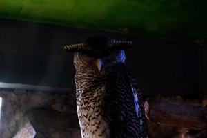 Selective focus of black-banded owls perched in a dark cage. photo