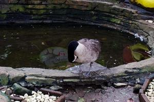 Selective focus of canadian geese who are feeding in their cages. photo