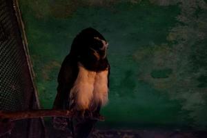 Selective focus of spectacled owls perched in a dark cage. photo