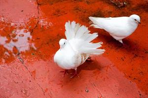 Selective focus of pigeons that are perched and feeding in their cages. photo