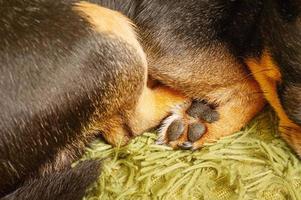 Macro photo of a paw of a sleeping chihuahua. A cute dog is sleeping on a blanket.