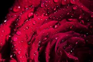 valentine's day rose flower photography background photo