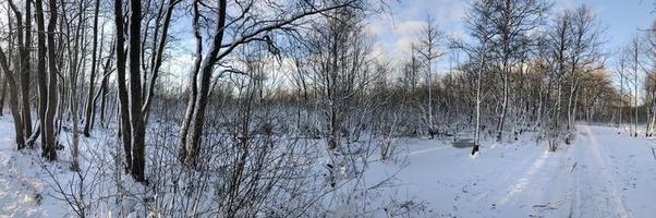 Snowy forest panorama, snow trees, blue sky, sunny day, landscape photo