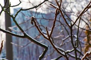 ramas y frutas de cuerno de ciervo Zumaque rhus tifina cubierto con nieve en invierno estación. foto