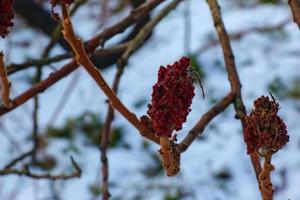 Branches and fruits of sumac bush Rhus coriaria covered with snow in winter season. photo