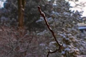 Branches and fruits of Staghorn sumac Rhus typhina covered with snow in winter season. photo