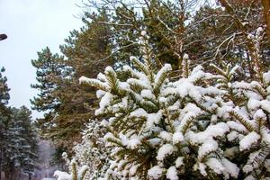 verde ramas y hojas de taxus baccata tejo cubierto con nieve en invierno estación. foto