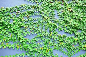 verde mexicano margarita hojas en pared antecedentes. foto