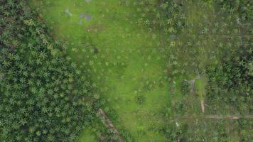 Antenne oben Nieder Aussicht Grün Kokosnuss Palme Baum Bauernhof video