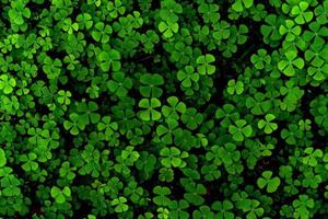 Green leaves pattern,leaf Shamrock or water clover background photo