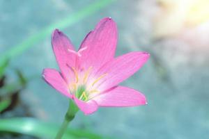 closeup pink flower with blurred background,Zephyranthes grandiflora photo