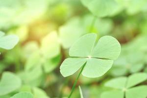 Closeup green leaves on blur background,nature concept,shamrock or water clover plant photo