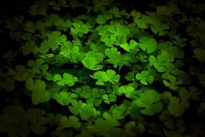 Closeup green leaves on blur background,nature concept,shamrock or water clover plant photo