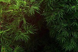 Green leaves pattern for nature concept,leaf of bamboo textured background photo