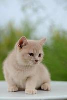 British Short Hair Kitten Portrait Outdoor photo