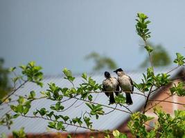 foto momentos de pájaro cantor especies juntos en un rama de un salvaje planta al aire libre en el Mañana