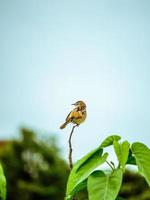 photo of a warbler standing on the end of a dry branch while turning to the other side, I like this photo suitable for use as cellphone wallpaper