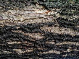 Wood texture background surface old natural pattern photo