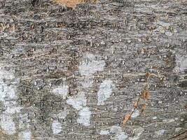 Wood texture background surface old natural pattern photo