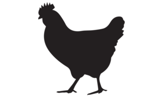 poule - poulet icône png sur transparent Contexte