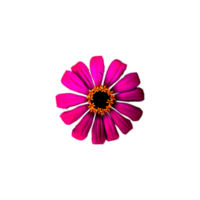 rosa Blumenelement png