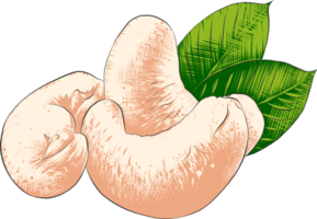 PNG organic engraved style illustration for posters, decoration, label, packaging and print. Hand drawn sketch of cashew nuts in colorful. Detailed vegetarian food drawing.