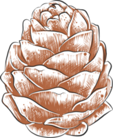 PNG engraved style illustration for posters, decoration and print. Hand drawn sketch of cedar cone in colorful. Detailed vegetarian food drawing.