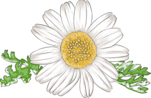 PNG engraved style illustration for posters, decoration and print. Hand drawn sketch of chamomile flower in colorful. Detailed vegetarian food drawing.