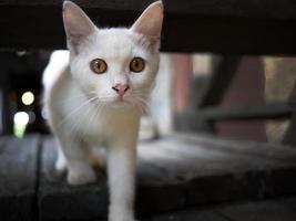 cerca arriba un erigido orejas, blanco corto pelo gato caminando, pisar en el de madera piso, curioso a el cámara, selectivo enfocar, borroso antecedentes foto