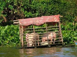 3 pigs in the floating wooden cage at the riverbank, cover the shelter with red local weaven mat, Cambodia, green water hyacinth in the background photo