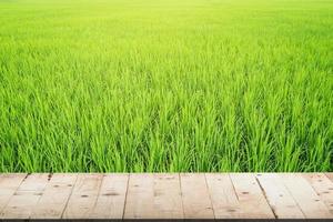 paddy rice and wood table in rice field photo