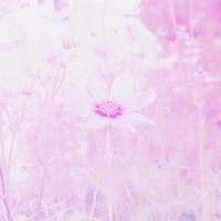 Cosmos flower and soft filter pastel vintage photo