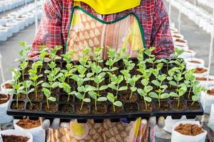 seedling of watermelon on hand woman in greenhouse. photo