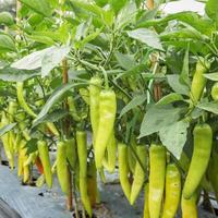 Close up green chili pepper in garden. photo